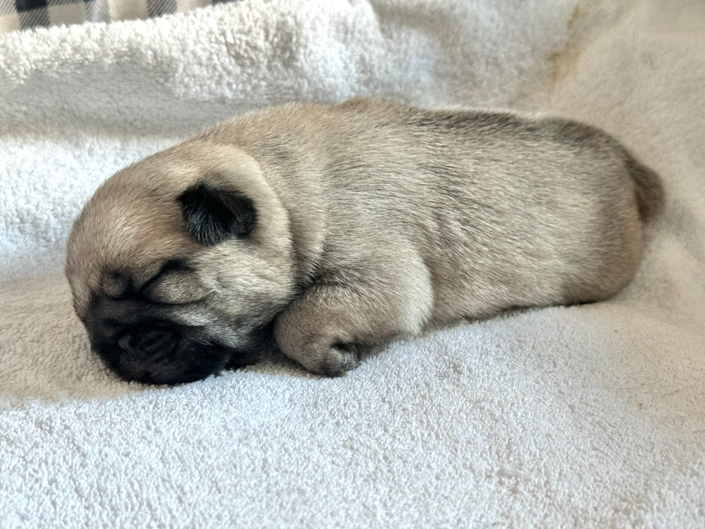 de la closerie de Paris - Chiots disponibles - Carlin