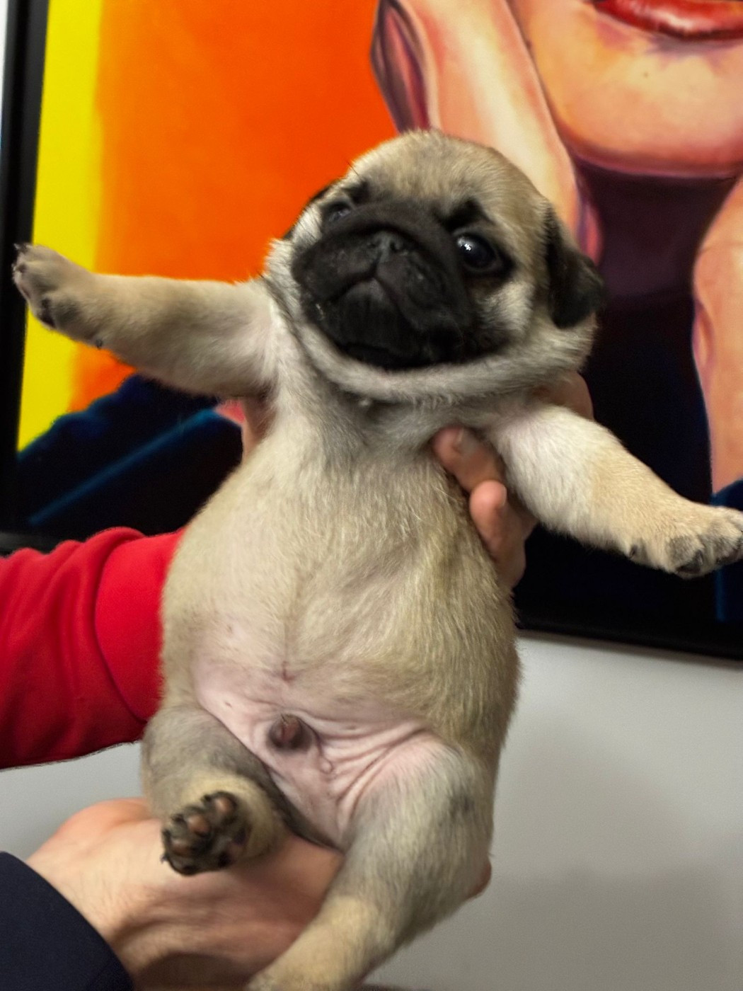 de la closerie de Paris - Chiots disponibles - Carlin