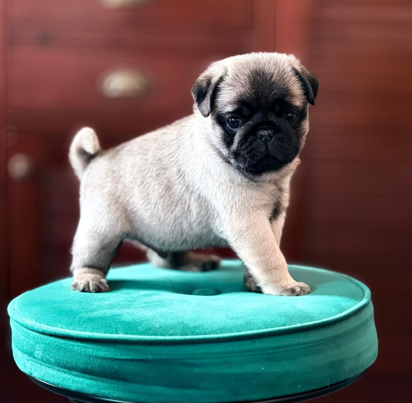 de la closerie de Paris - Chiots disponibles - Carlin