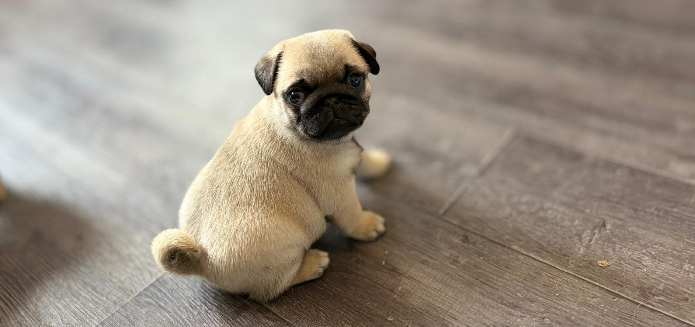 de la closerie de Paris - Chiots disponibles - Carlin